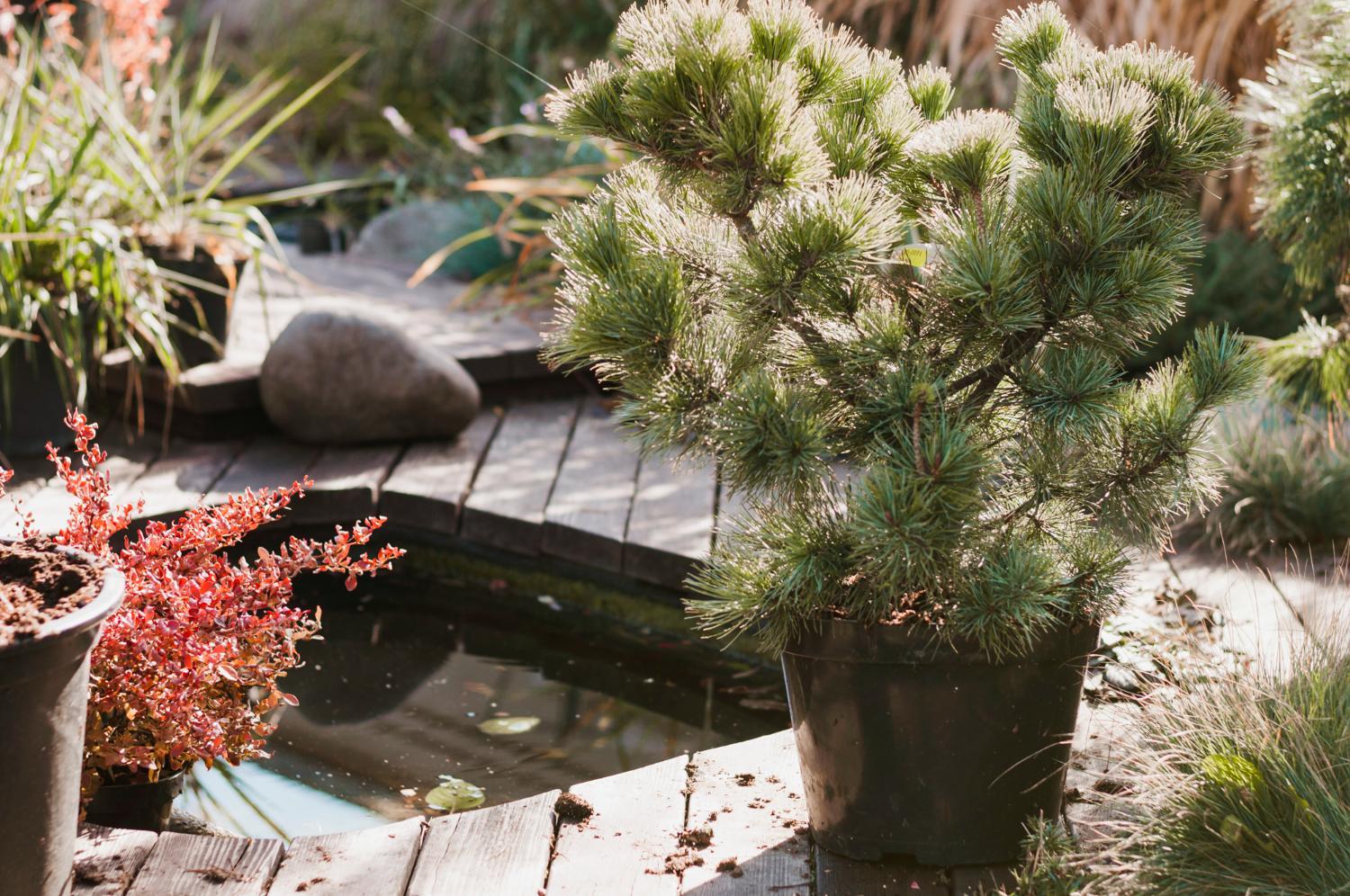 Beyond the Borders: Exploring Global Garden Aesthetics